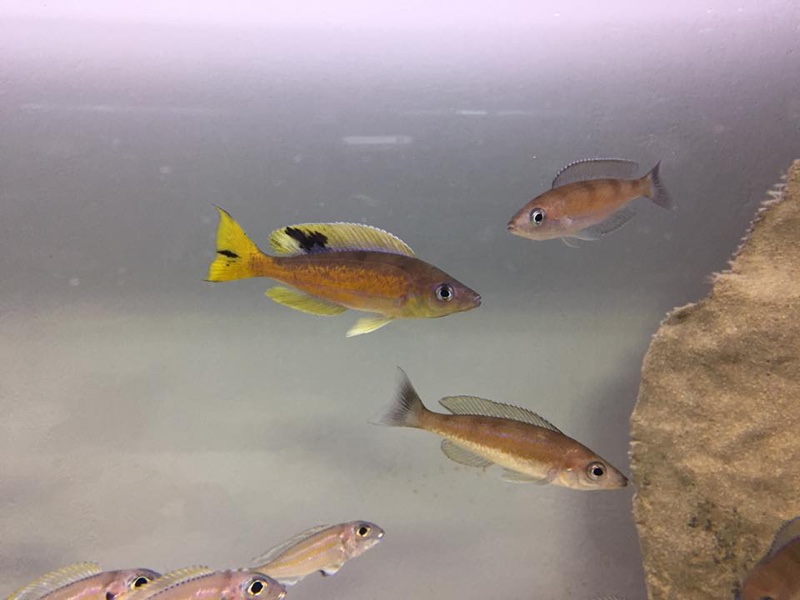 Cyprichromis microlepidotus 'Kibige Island'